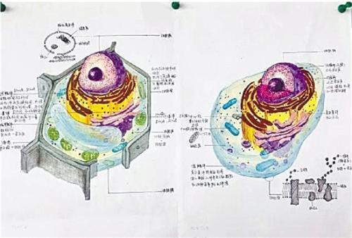 有位同学还在作品右下角画了一幅细胞膜结构图，细心程度也是没谁了